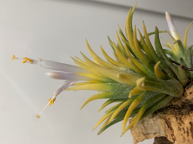 �`�����W�A,�e�B�����W�A,�G�A�[�v�����c,Tillandsia,�`�����h�V�A