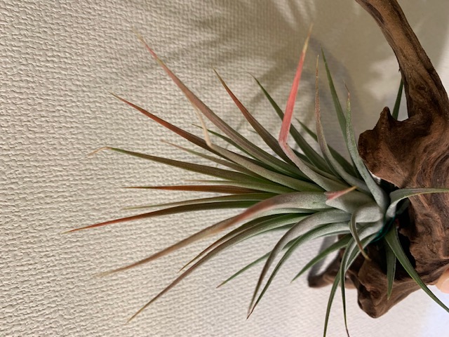 �`�����W�A,�e�B�����W�A,�G�A�[�v�����c,Tillandsia,�`�����h�V�A