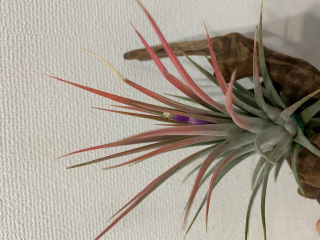 �`�����W�A,�e�B�����W�A,�G�A�[�v�����c,Tillandsia,�`�����h�V�A