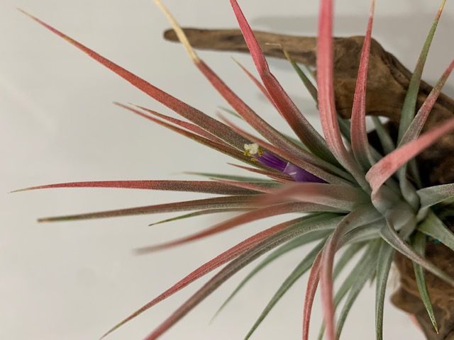�`�����W�A,�e�B�����W�A,�G�A�[�v�����c,Tillandsia,�`�����h�V�A