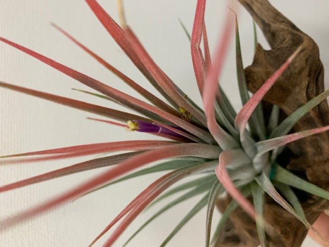 �`�����W�A,�e�B�����W�A,�G�A�[�v�����c,Tillandsia,�`�����h�V�A