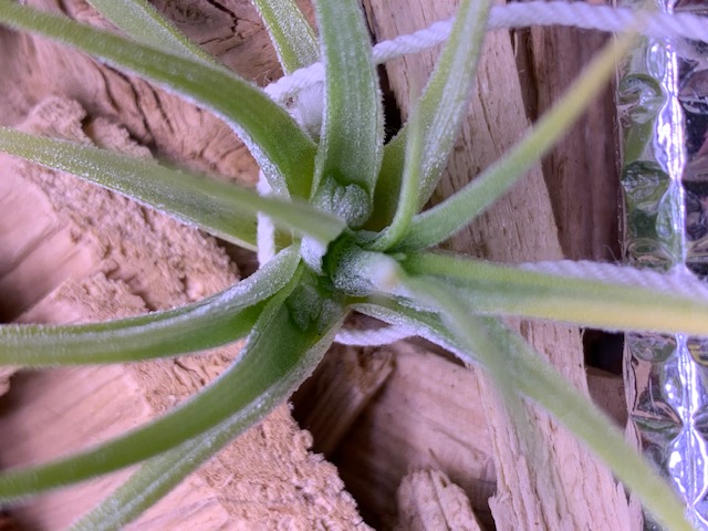 �`�����W�A,�e�B�����W�A,�G�A�[�v�����c,Tillandsia,�`�����h�V�A