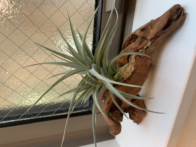 �`�����W�A,�e�B�����W�A,�G�A�[�v�����c,Tillandsia,�`�����h�V�A