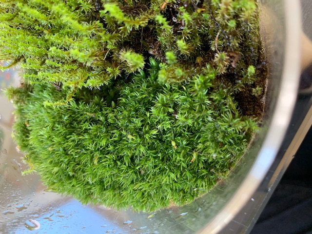 �`�����W�A,�e�B�����W�A,�G�A�[�v�����c,Tillandsia,�`�����h�V�A