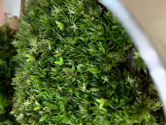 �`�����W�A,�e�B�����W�A,�G�A�[�v�����c,Tillandsia,�`�����h�V�A