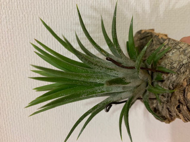 �`�����W�A,�e�B�����W�A,�G�A�[�v�����c,Tillandsia,�`�����h�V�A