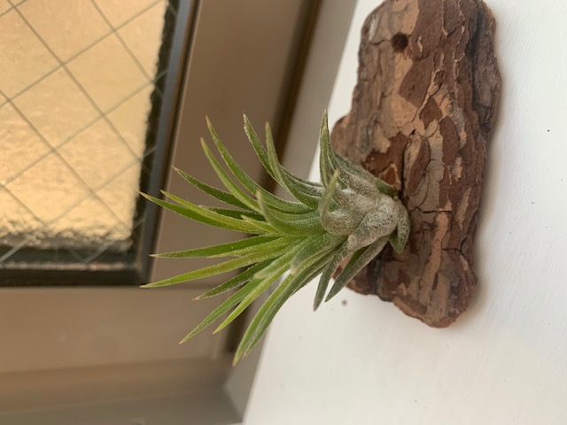 �`�����W�A,�e�B�����W�A,�G�A�[�v�����c,Tillandsia,�`�����h�V�A