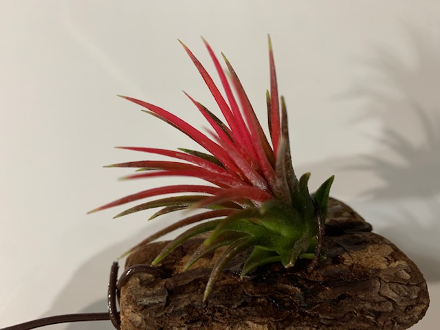 �`�����W�A,�e�B�����W�A,�G�A�[�v�����c,Tillandsia,�`�����h�V�A