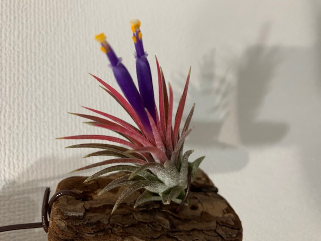 �`�����W�A,�e�B�����W�A,�G�A�[�v�����c,Tillandsia,�`�����h�V�A