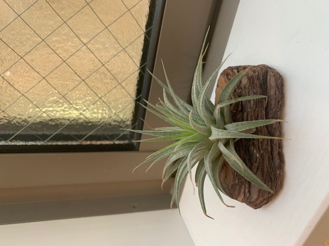 �`�����W�A,�e�B�����W�A,�G�A�[�v�����c,Tillandsia,�`�����h�V�A