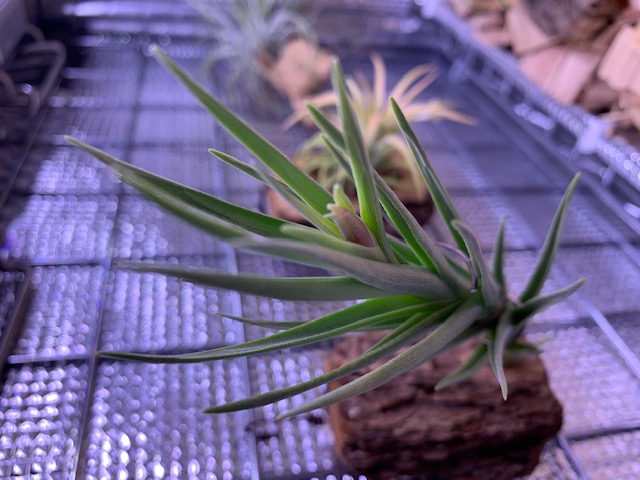 �`�����W�A,�e�B�����W�A,�G�A�[�v�����c,Tillandsia,�`�����h�V�A