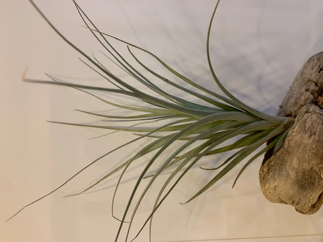 �`�����W�A,�e�B�����W�A,�G�A�[�v�����c,Tillandsia,�`�����h�V�A