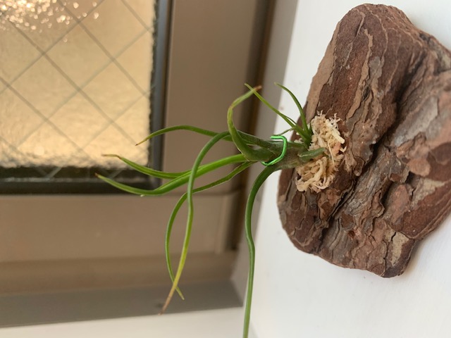�`�����W�A,�e�B�����W�A,�G�A�[�v�����c,Tillandsia,�`�����h�V�A