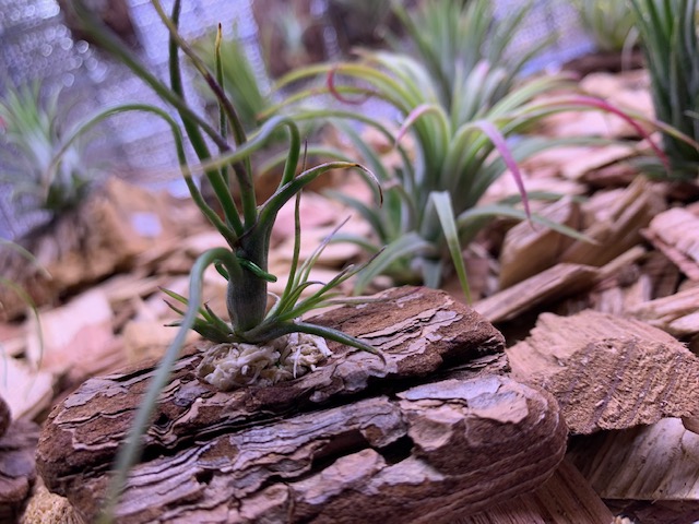 �`�����W�A,�e�B�����W�A,�G�A�[�v�����c,Tillandsia,�`�����h�V�A