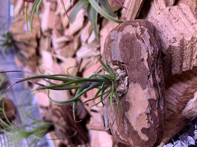 �`�����W�A,�e�B�����W�A,�G�A�[�v�����c,Tillandsia,�`�����h�V�A