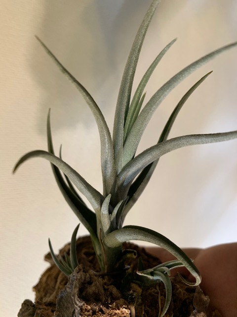 �`�����W�A,�e�B�����W�A,�G�A�[�v�����c,Tillandsia,�`�����h�V�A