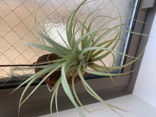 �`�����W�A,�e�B�����W�A,�G�A�[�v�����c,Tillandsia,�`�����h�V�A