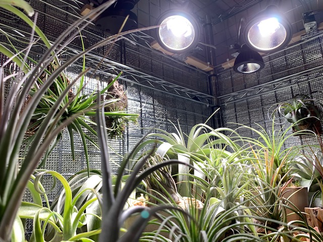 �`�����W�A,�e�B�����W�A,�G�A�[�v�����c,Tillandsia,�`�����h�V�A