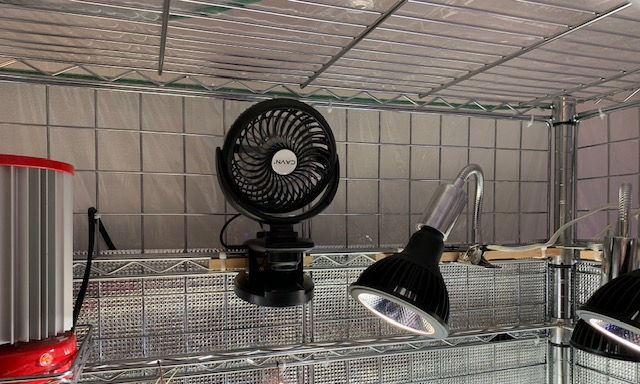 �`�����W�A,�e�B�����W�A,�G�A�[�v�����c,Tillandsia,�`�����h�V�A