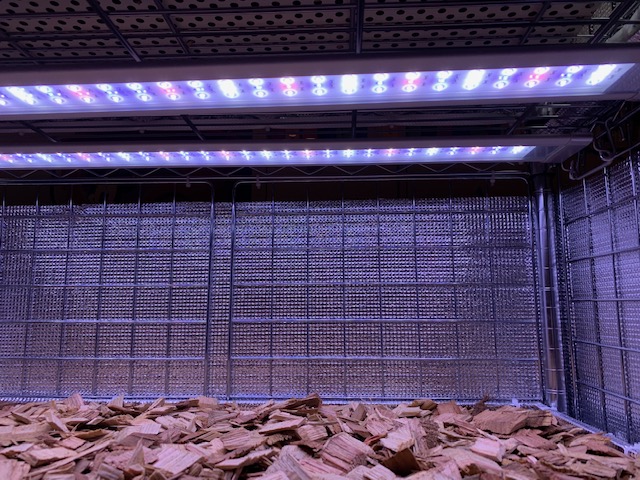 �`�����W�A,�e�B�����W�A,�G�A�[�v�����c,Tillandsia,�`�����h�V�A