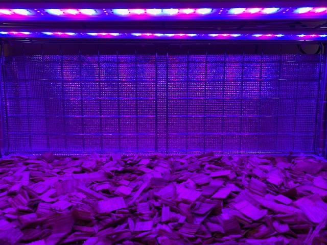 �`�����W�A,�e�B�����W�A,�G�A�[�v�����c,Tillandsia,�`�����h�V�A