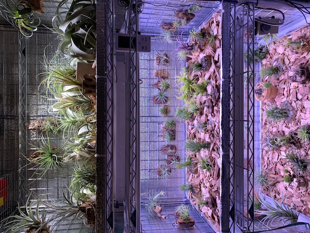 �`�����W�A,�e�B�����W�A,�G�A�[�v�����c,Tillandsia,�`�����h�V�A