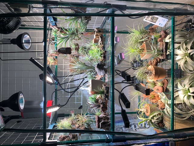 �`�����W�A,�e�B�����W�A,�G�A�[�v�����c,Tillandsia,�`�����h�V�A