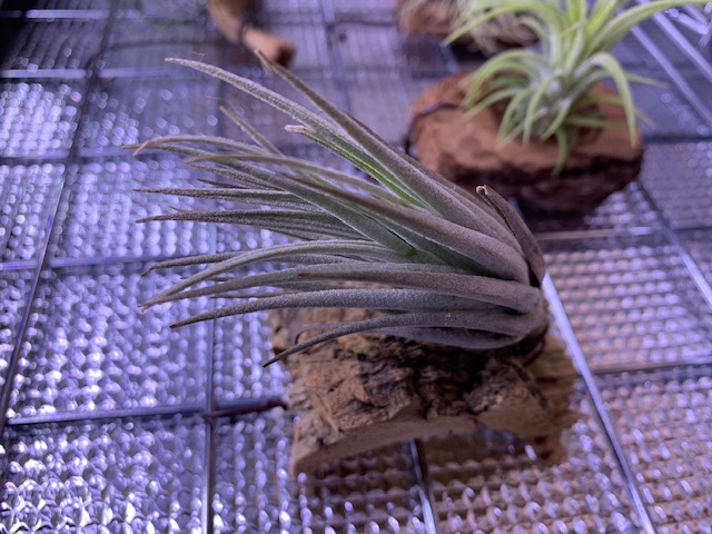 �`�����W�A,�e�B�����W�A,�G�A�[�v�����c,Tillandsia,�`�����h�V�A
