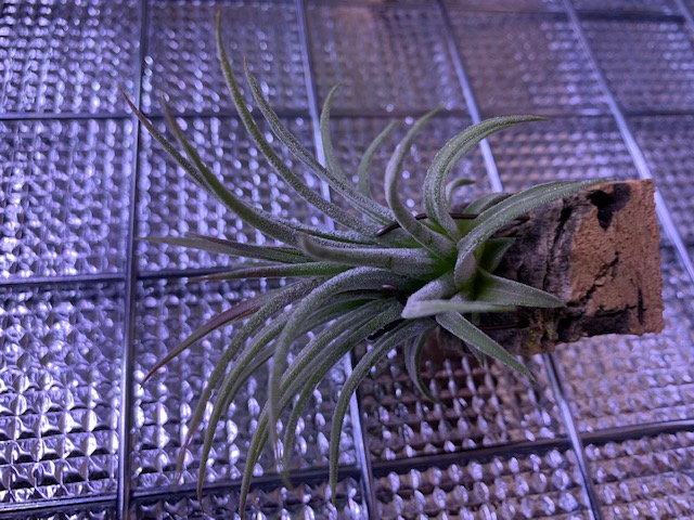 �`�����W�A,�e�B�����W�A,�G�A�[�v�����c,Tillandsia,�`�����h�V�A
