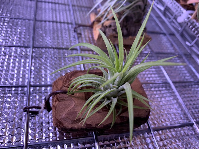 �`�����W�A,�e�B�����W�A,�G�A�[�v�����c,Tillandsia,�`�����h�V�A