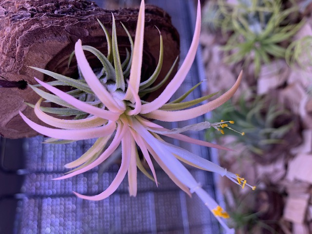 �`�����W�A,�e�B�����W�A,�G�A�[�v�����c,Tillandsia,�`�����h�V�A