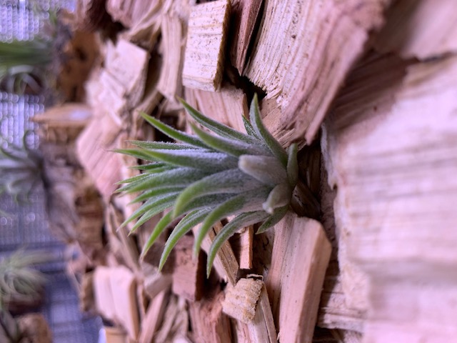 �`�����W�A,�e�B�����W�A,�G�A�[�v�����c,Tillandsia,�`�����h�V�A