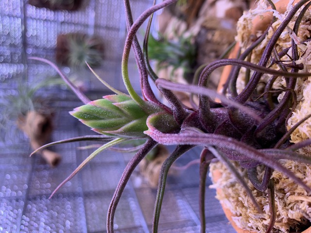 �`�����W�A,�e�B�����W�A,�G�A�[�v�����c,Tillandsia,�`�����h�V�A