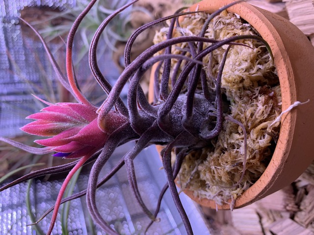 �`�����W�A,�e�B�����W�A,�G�A�[�v�����c,Tillandsia,�`�����h�V�A