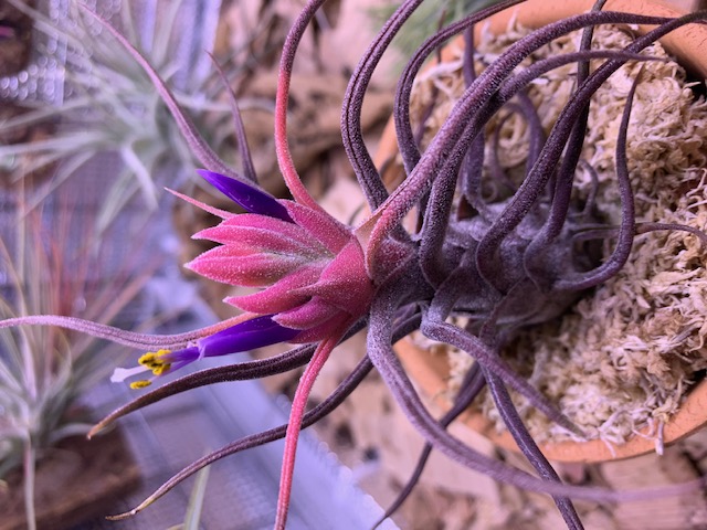 �`�����W�A,�e�B�����W�A,�G�A�[�v�����c,Tillandsia,�`�����h�V�A