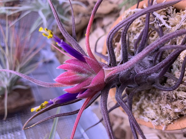 �`�����W�A,�e�B�����W�A,�G�A�[�v�����c,Tillandsia,�`�����h�V�A