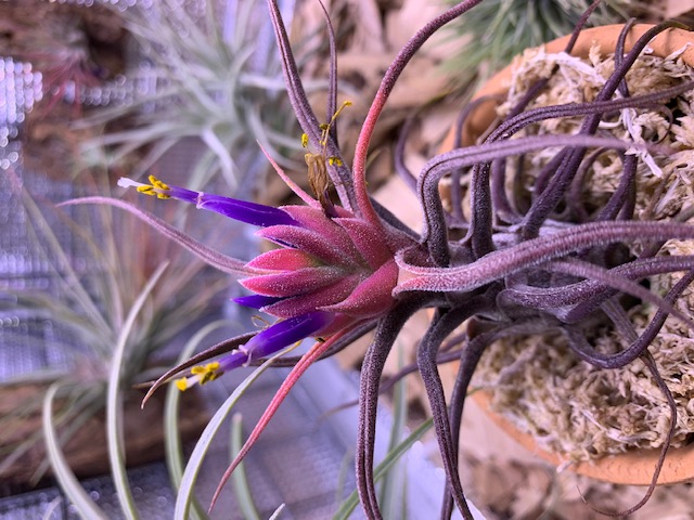 �`�����W�A,�e�B�����W�A,�G�A�[�v�����c,Tillandsia,�`�����h�V�A