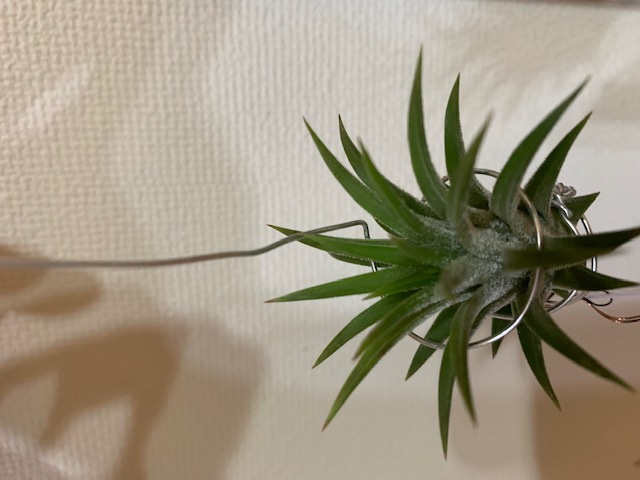 �`�����W�A,�e�B�����W�A,�G�A�[�v�����c,Tillandsia,�`�����h�V�A
