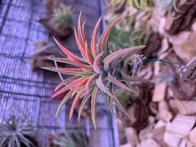 �`�����W�A,�e�B�����W�A,�G�A�[�v�����c,Tillandsia,�`�����h�V�A