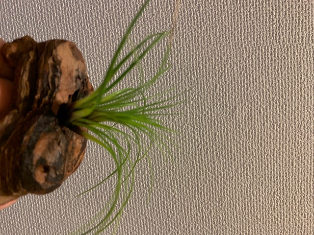 �`�����W�A,�e�B�����W�A,�G�A�[�v�����c,Tillandsia,�`�����h�V�A