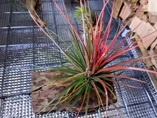 �`�����W�A,�e�B�����W�A,�G�A�[�v�����c,Tillandsia,�`�����h�V�A
