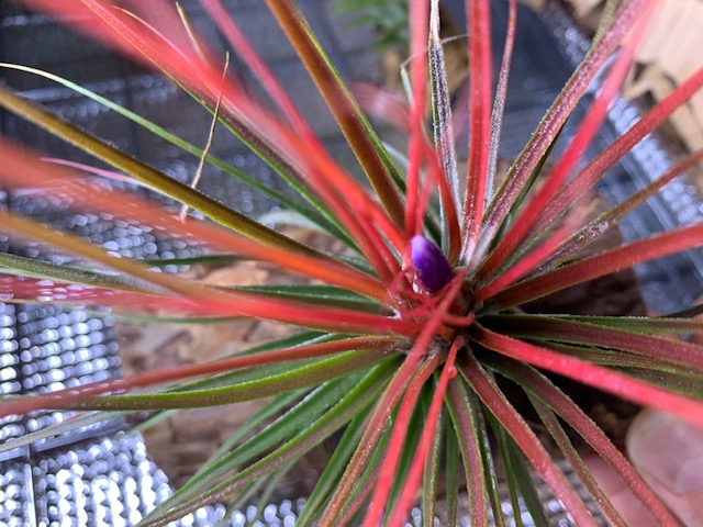�`�����W�A,�e�B�����W�A,�G�A�[�v�����c,Tillandsia,�`�����h�V�A