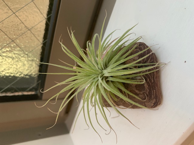 �`�����W�A,�e�B�����W�A,�G�A�[�v�����c,Tillandsia,�`�����h�V�A