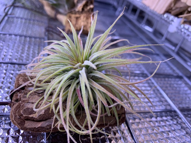 �`�����W�A,�e�B�����W�A,�G�A�[�v�����c,Tillandsia,�`�����h�V�A