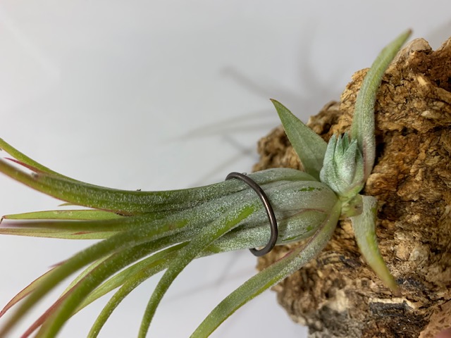 �`�����W�A,�e�B�����W�A,�G�A�[�v�����c,Tillandsia,�`�����h�V�A