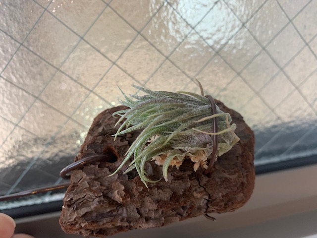 �`�����W�A,�e�B�����W�A,�G�A�[�v�����c,Tillandsia,�`�����h�V�A
