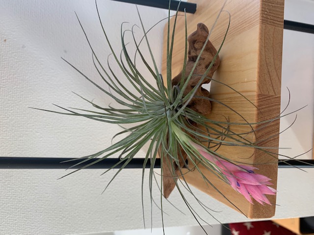 �`�����W�A,�e�B�����W�A,�G�A�[�v�����c,Tillandsia,�`�����h�V�A