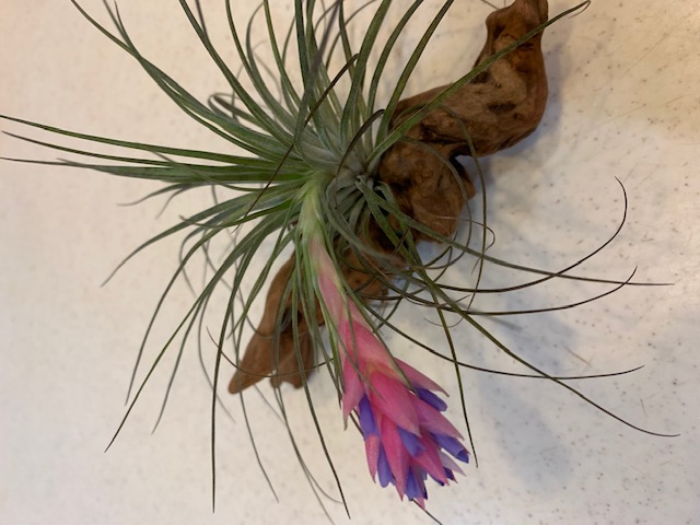 �`�����W�A,�e�B�����W�A,�G�A�[�v�����c,Tillandsia,�`�����h�V�A