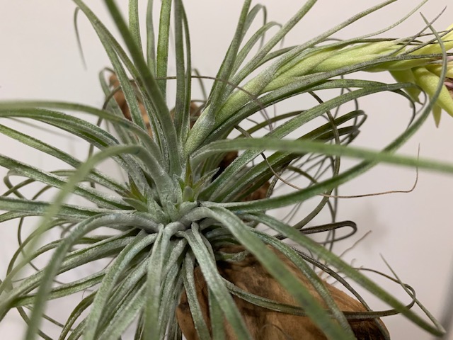 �`�����W�A,�e�B�����W�A,�G�A�[�v�����c,Tillandsia,�`�����h�V�A