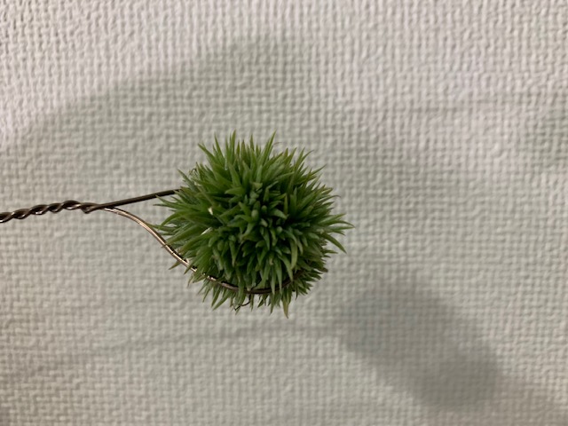 �`�����W�A,�e�B�����W�A,�G�A�[�v�����c,Tillandsia,�`�����h�V�A